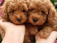 Toy Poodle Sevimli Köpekler