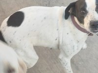 Ücretsiz İngiliz Pointer (Kara Kafa)