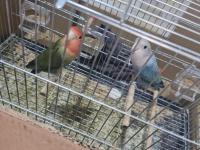 Çift cennet papağanları