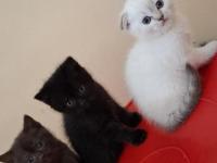 Minnak kediler koşuyor