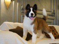 Ruhsatlı köpek çiftliğinden amerikan akita yavruları