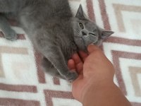 A kalite british shorthair