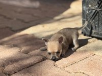 Sağlık Ve Irk Garantili Chihuahua Yavrularımız