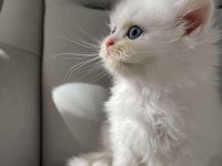 British Longhair Erkek Bebeğim