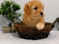 Küçük Kalan Büyümeyen Maltipoo Yavruları