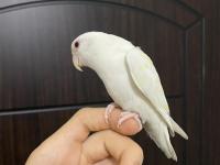 Yavru Sevda Papağanı 5-6 Aylık