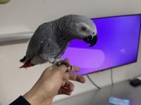 2 Yaşında Kırmızı Kuyruk Jako Papağanı