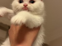 Son İki Kardeş Kedimiz Yeni Yuvalarını Arıyor