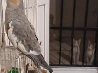 Sultan Papağanı Erkek