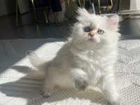 Show Seviye British Prenses