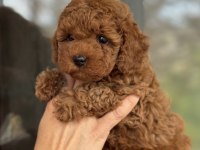 Güvenilir üreticiden poodle