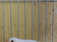 Ücretli sahiplendirilecek kuşlarım bengaller