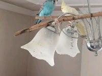 Limon sarısı sultan papağanı