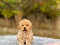 Toy Poodle Cinsi Bebekler