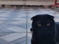 Acil Ücretsiz Sahiplendirme Siyah Scottish Fold