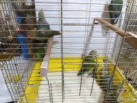 Sevda Papağanı Bebekler