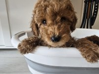 55 Günlük Toy Poodle Yavruları