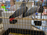 Damızlık jako papağanı çifti