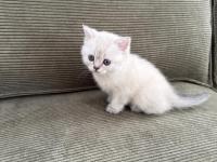 Ares'in yavrusu kedimiz