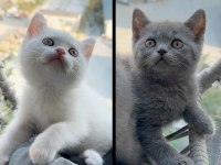 British Tatlı British Shorthair Bebeklerim