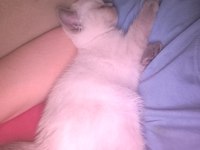 British Shorthair Blue Point 2 Aylık