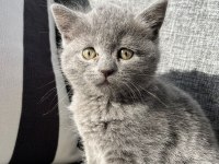 British shorthair kedisi