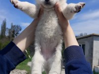 Uygun Fiyata Sağlıklı Husky Yavrular