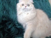 Cy 11 Şecere Belgesi Safkan Dişi 7 Aylık British Longhair