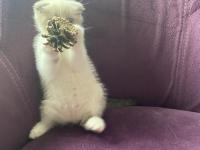 Scottish Fold Sevimli Kedi Yavrusu