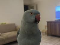 El Besleme Mavi Mutasyon Pakistan Papağanı