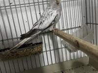 Dişi Eşe Hazır Kızgın Sultan Papağanı