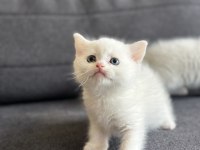 Kartopu british shorthair bebekler