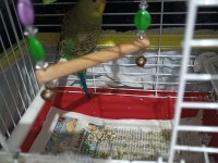 2 aylık yeme düşmüş yavru muhabbet kuşumuz acil