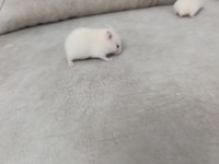 Yavru Suriye Hamsterleri