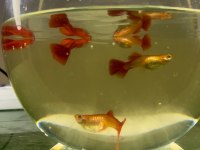 Lepistes Full Red Albino