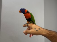 Oyun Hamuru Üst Düzey Lori Papağanı