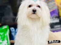 Maltipoo Bizimle Tanışmadan Karar Vermeyin