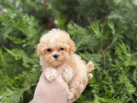 Mikro baby surat maltipoo bebekler
