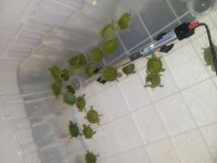 Yavru Su Kaplumbağası