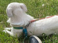 Köpeğimiz Luka Ya Acil Yuva