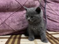 55 Günlük Erkek Kedimiz