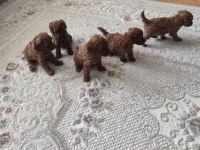 Toy Poodle Bebişler