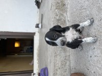 Pointer Av Köpeği Yavruları