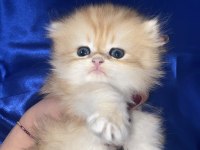 Orjinal British Longhair Erkek