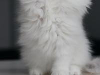 Full Şecereli Babadan Teslime Hazır British Longhair Erkek