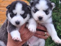 Sibirya Kurdu Bebek Köpekler