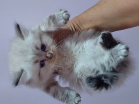 A Kalite Irk Garantili Yavru Kedilerdir (Ücretsiz Değildir)