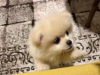 Pomeranian Erkek Aslan