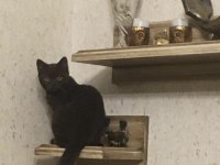 Çikolata Rengi British Shorthair