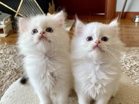 Şecereli British Longhair Blh Ny1133 Erkek